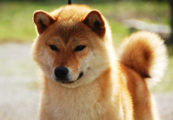 picture of dog