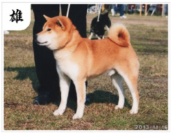 picture of dog
