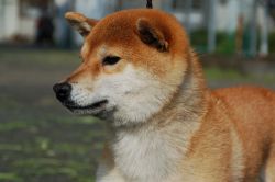 picture of dog