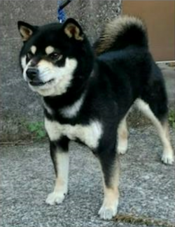picture of dog