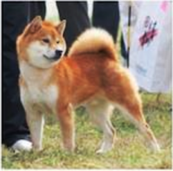 picture of dog