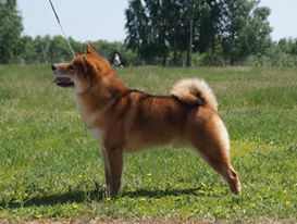 picture of dog