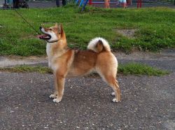 picture of dog