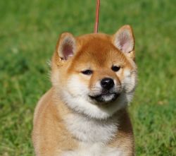 picture of dog