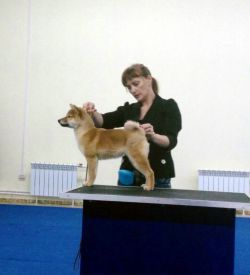 picture of dog