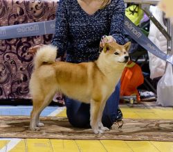 picture of dog