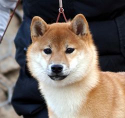 picture of dog