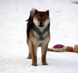 picture of dog