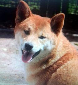 picture of dog