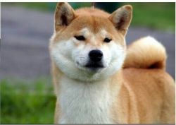picture of dog