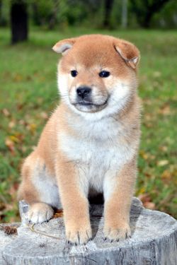 picture of dog