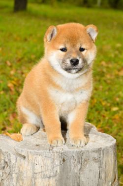 picture of dog