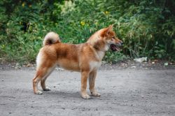 picture of dog