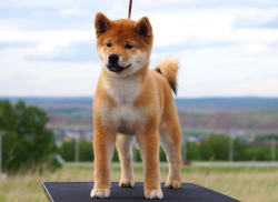 picture of dog