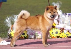 picture of dog