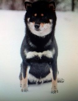 picture of dog