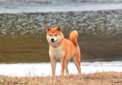 picture of dog
