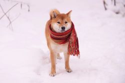 picture of dog