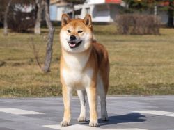 picture of dog