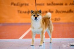 picture of dog
