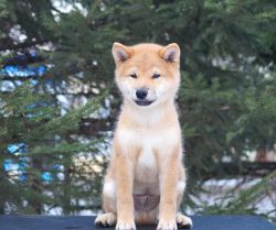 picture of dog
