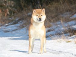 picture of dog