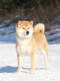 picture of dog