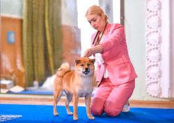 picture of dog