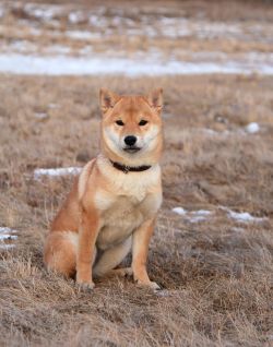 picture of dog
