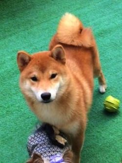 picture of dog