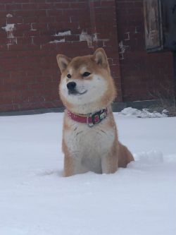 picture of dog