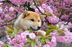 picture of dog