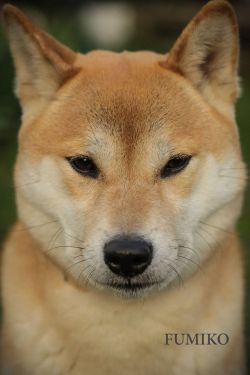 picture of dog