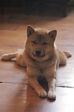 picture of dog