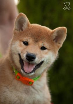 picture of dog