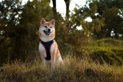 picture of dog