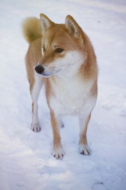 picture of dog