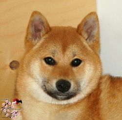 picture of dog