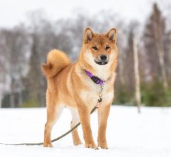 picture of dog