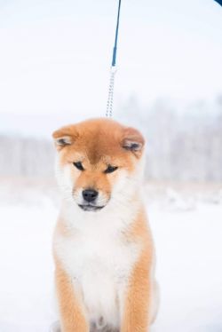 picture of dog