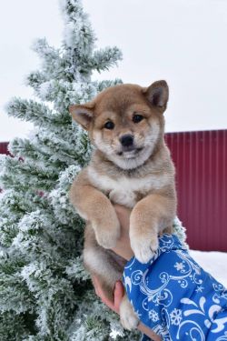 picture of dog