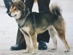 picture of dog
