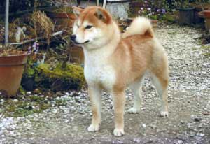 picture of dog