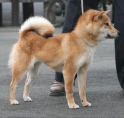 picture of dog