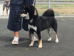 picture of dog