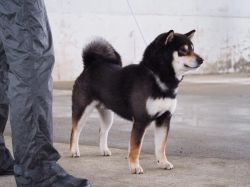 picture of dog