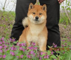 picture of dog