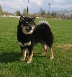 picture of dog