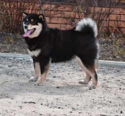 picture of dog