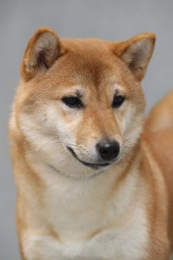picture of dog